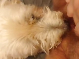 Porn Video Animal Sex