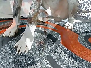 Videos Zoofilia Pornos