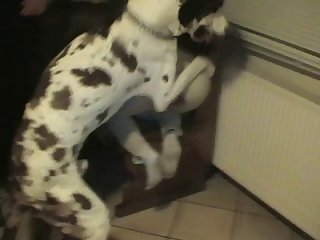 Videos De Zoofilia Veronica Silesto