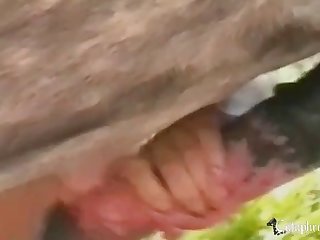 Zoofilia Com Jabuti