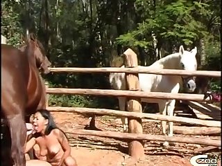 Zoofilia Brasil Gay