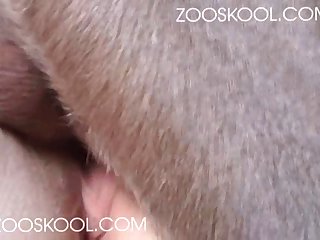 Zoofilia Hd.com