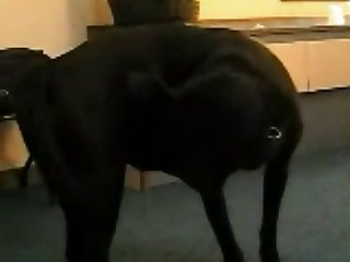 Cachorro Comendo Mulher Zoofilia