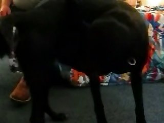 Cachorro Comendo Mulher Zoofilia