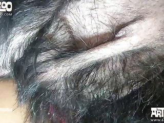 Zoofilia Lame Vagina