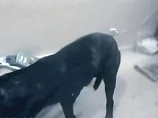 Zoofilia Sexo Porno