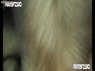 Zoofilia Porno Latina