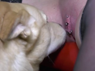 Zoofilia Videos Perros