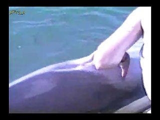 Veterinario Florida Zoofilia