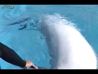 Los Mejores Videos Pornos De Zoofilia