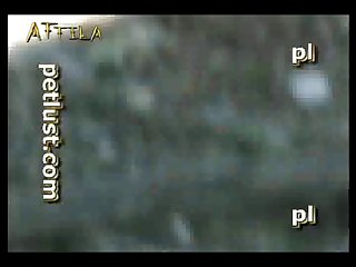 Zoofilia Porn Pig