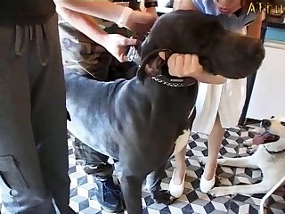 Novinha Brasileira Zoofilia