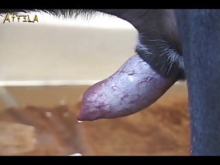 Videos De Zoofilia Xxx