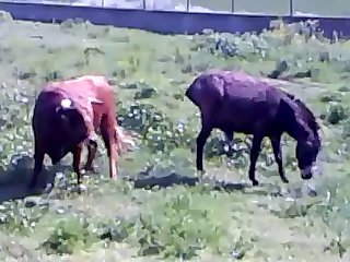 Extreme Cgi Porn