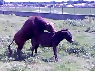 Extreme Cgi Porn