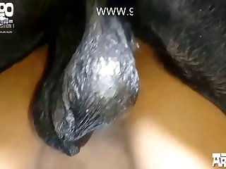 Dog Sucks Dick Porn