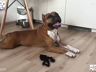 Dog Fuck Teen 3d