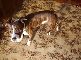 Letting My Dog Fuck Me For The First Time