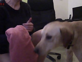 Female Dog Fuck In Heat