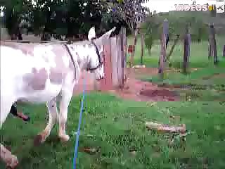Dog Fuck Sakura