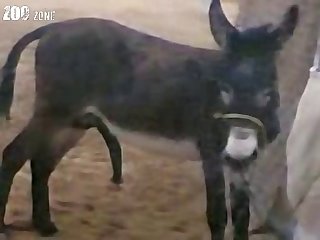 Dog Fuck Two Girl