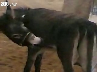 Dog Fuck Two Girl