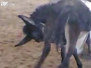 Dog Fuck Two Girl