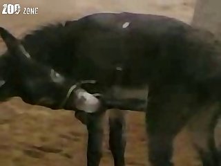 Dog Fuck Two Girl