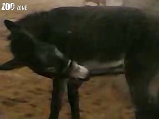 Dog Fuck Two Girl