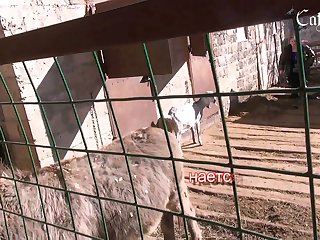 Dog Style Hard Fuck