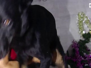Mouth Fuck By Dog