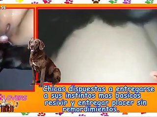 Boxer Dog Fuck