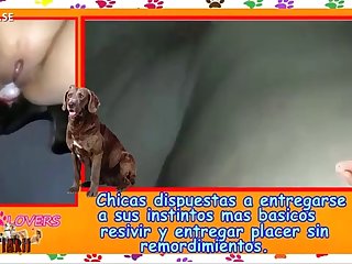 Boxer Dog Fuck