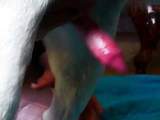 Arab Fuck Dog