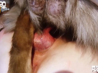 Cuet Dog Let S Fuck