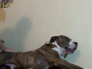 Women Having Sex With Animal Videos