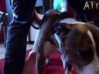 Sex With Animal Videos