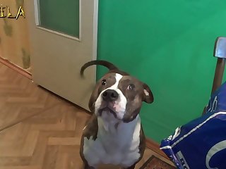 Animal Sex Videos