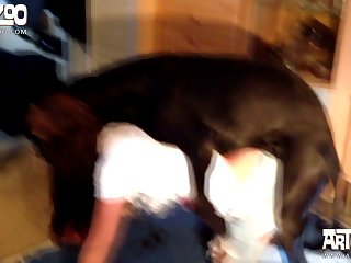 Zoofilia Video Espanol