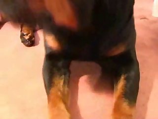 Katysancheskii Zoofilia