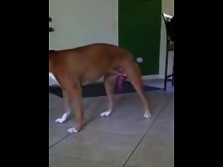 Zoofilia Mujer Y Perro Xxx