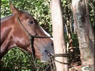 Video Zoofilia