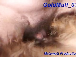 Contos Porno Com Animal