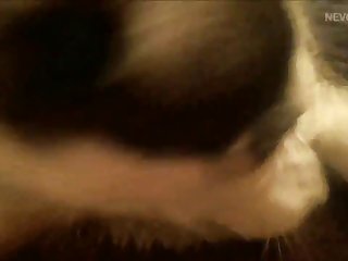 O Melhor Porno Animal