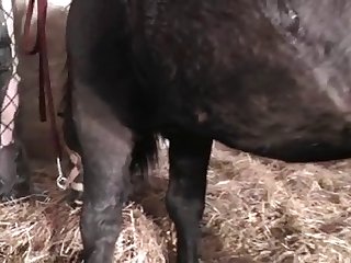 Indian Porn Video Xxx