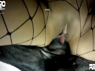 Animal Sex Video Full