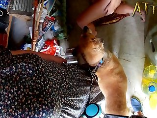 Animal Sex Pron Videos