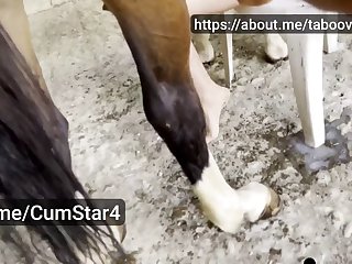Raped By Dog Porn Video