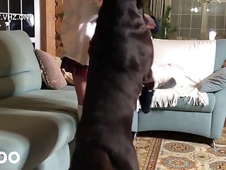 Guys Fuck Dog Porn