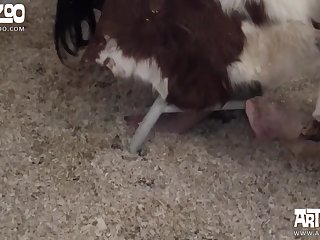 Zoophilie Sex Mit Schwein
